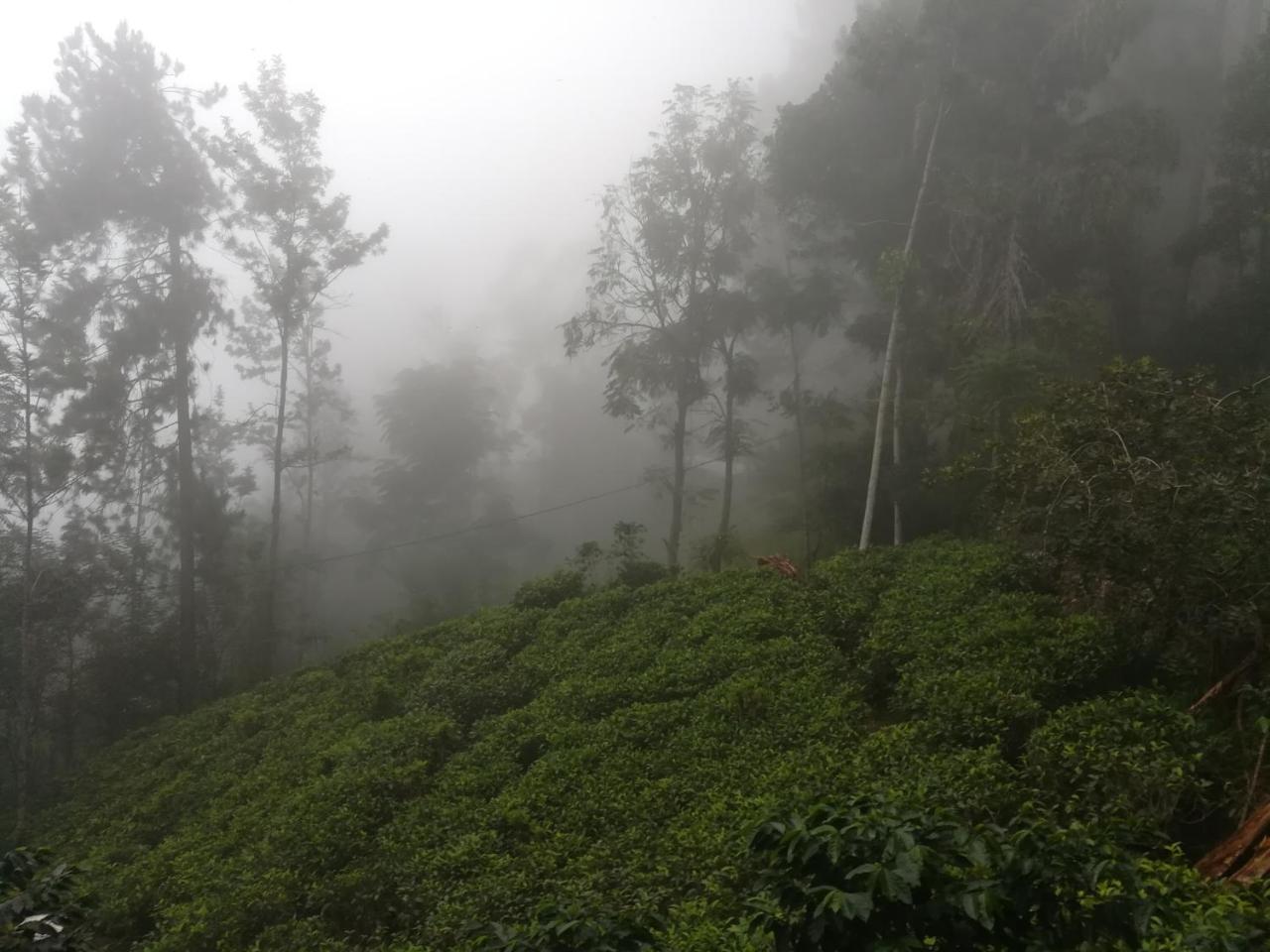 埃拉"Mount'N Mist"公寓 外观 照片